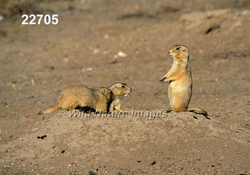 Cynomys ludovicianus, Black-tailed Prairie Dog